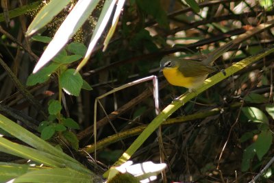 Yellow-breasted chat