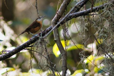 Carolina wren