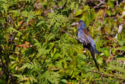 Blue grosbeak