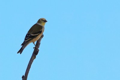 American goldfinch