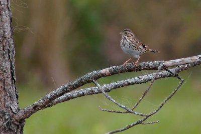 Savannah sparrow