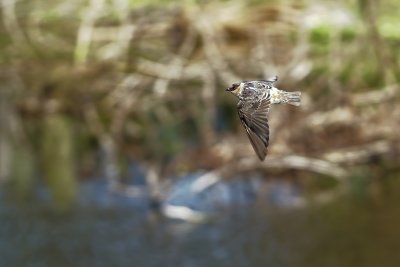 Cave swallow