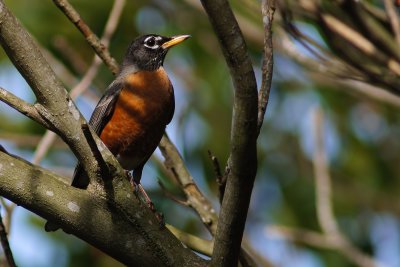 American robin