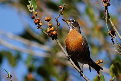 American robin