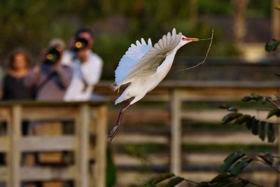Cattle egret landing under scrutiny