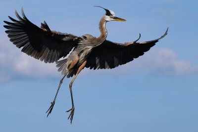 Great blue heron flying in