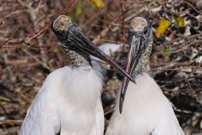 Wood stork pair being intimate