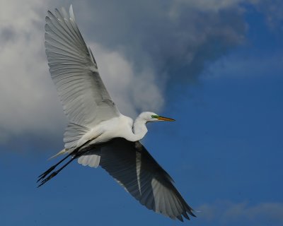Great egret spread out in the sky