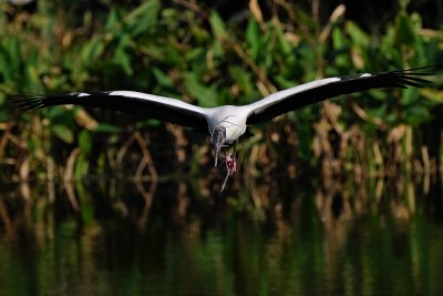 Wood stork flying this way