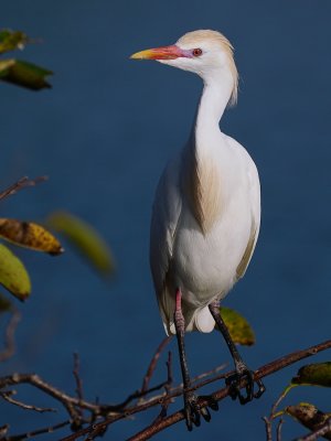 Cattle egret with mating colors