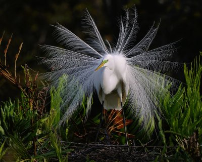 Great egret mating display