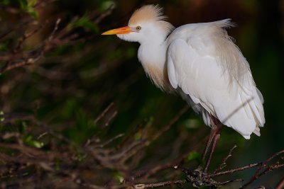 Cattle egret mating colors