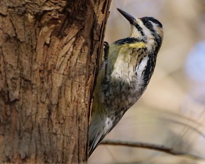 Yellow-bellied sapsucker - female