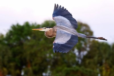 Great blue heron showing his back in flight