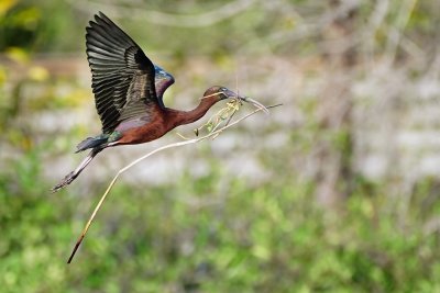 Glossy ibis flying with nest materials