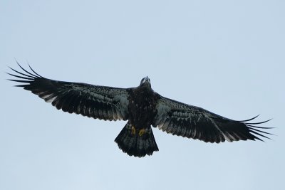 Bald eagle - juvenile in flight