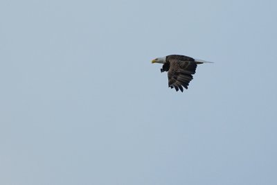 Bald eagle flying in the distance