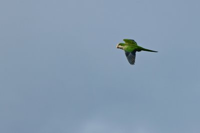 Monk parakeet flying by