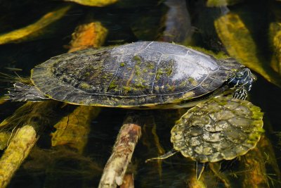 Turtle and baby turtle in the water