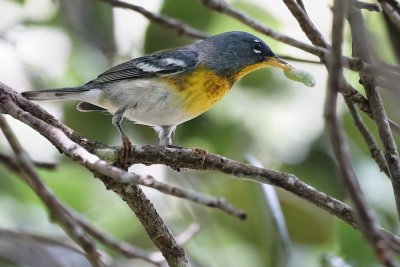 Northern parula with lunch