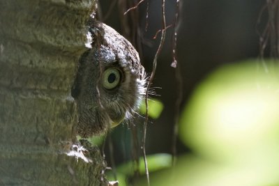 Female screech owl looking out