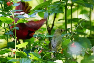 Female painted bunting menaced by a cardinal