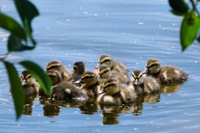 Mottled ducklings