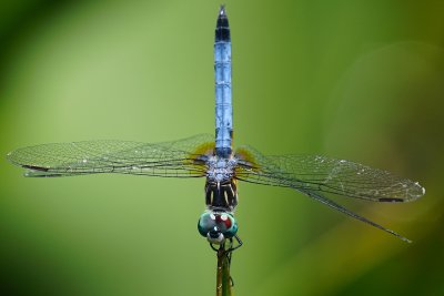 Handstanding blue dragonfly