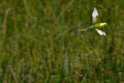 Budgerigar