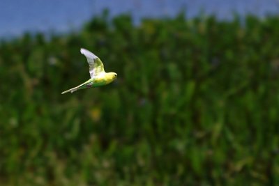 Budgerigar