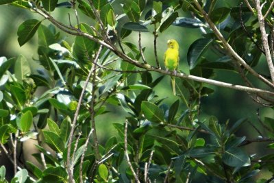 Budgerigar