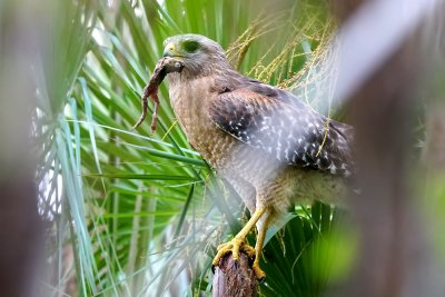 Red-shouldered hawk with frog