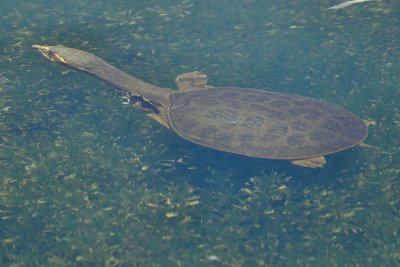 Softshell turtle underwater