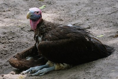 Big Nubian vulture resting