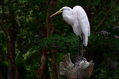Great egret with a stone fish - too big to lift