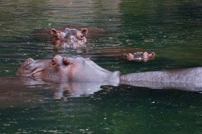 Hippopotami