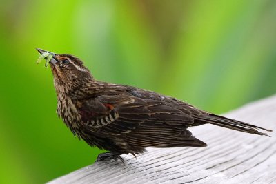 Female red-winged blackbird with caterpillars