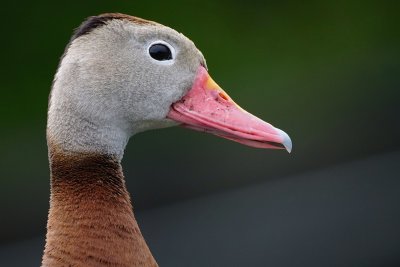 Black bellied whistling duck closeup