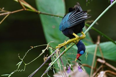 Purple gallinule reaching for a bud