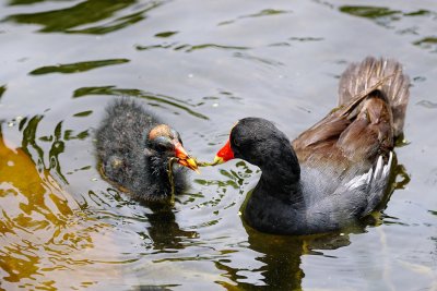 Moorhen chick being fed by mom