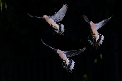 Doves in flight against dark background