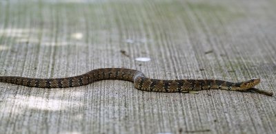 Banded water snake on the path - low angle