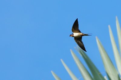 Barn swallows jetting around my backyard