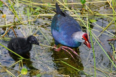 Grey-headed swamphen with chick