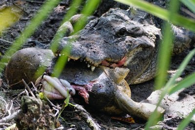 Alligator with a softshell turtle meal