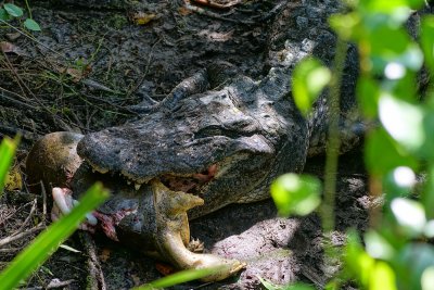 Alligator with a softshell turtle meal