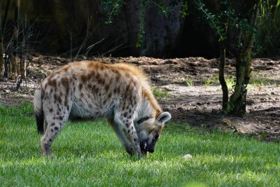 Hyena with a bone