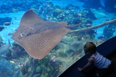 Leopard ray and baby watching it