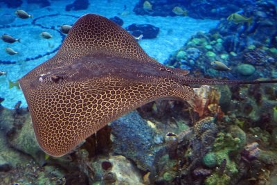 Leopard whip ray