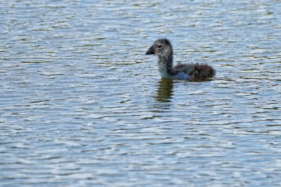 Grey-headed swamphen chick swimming